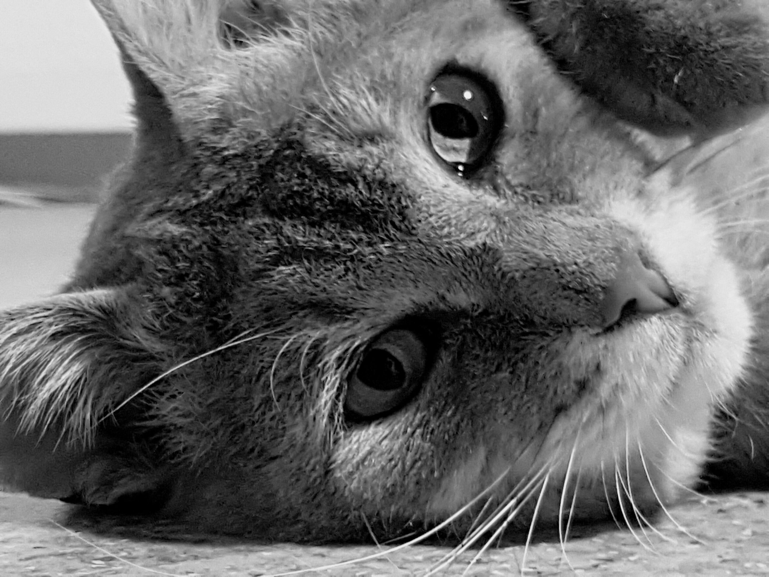 Die Graue Katze in meinem Herzen – Trauer aus dem KörperSpüren betrachtet