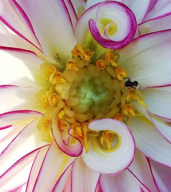 Diese Blume allein… – Schönheit entdecken immer und überall