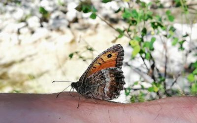 „Unsere Beziehung zur Natur ist gebrochen“ oder wie alles miteinander verbunden ist