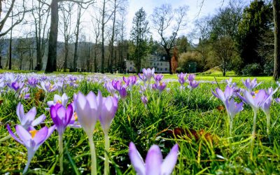 Frühling – Wandlungsphase Holz