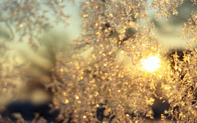 Neuigkeitenbrief Wohlerleben und TulpenOase