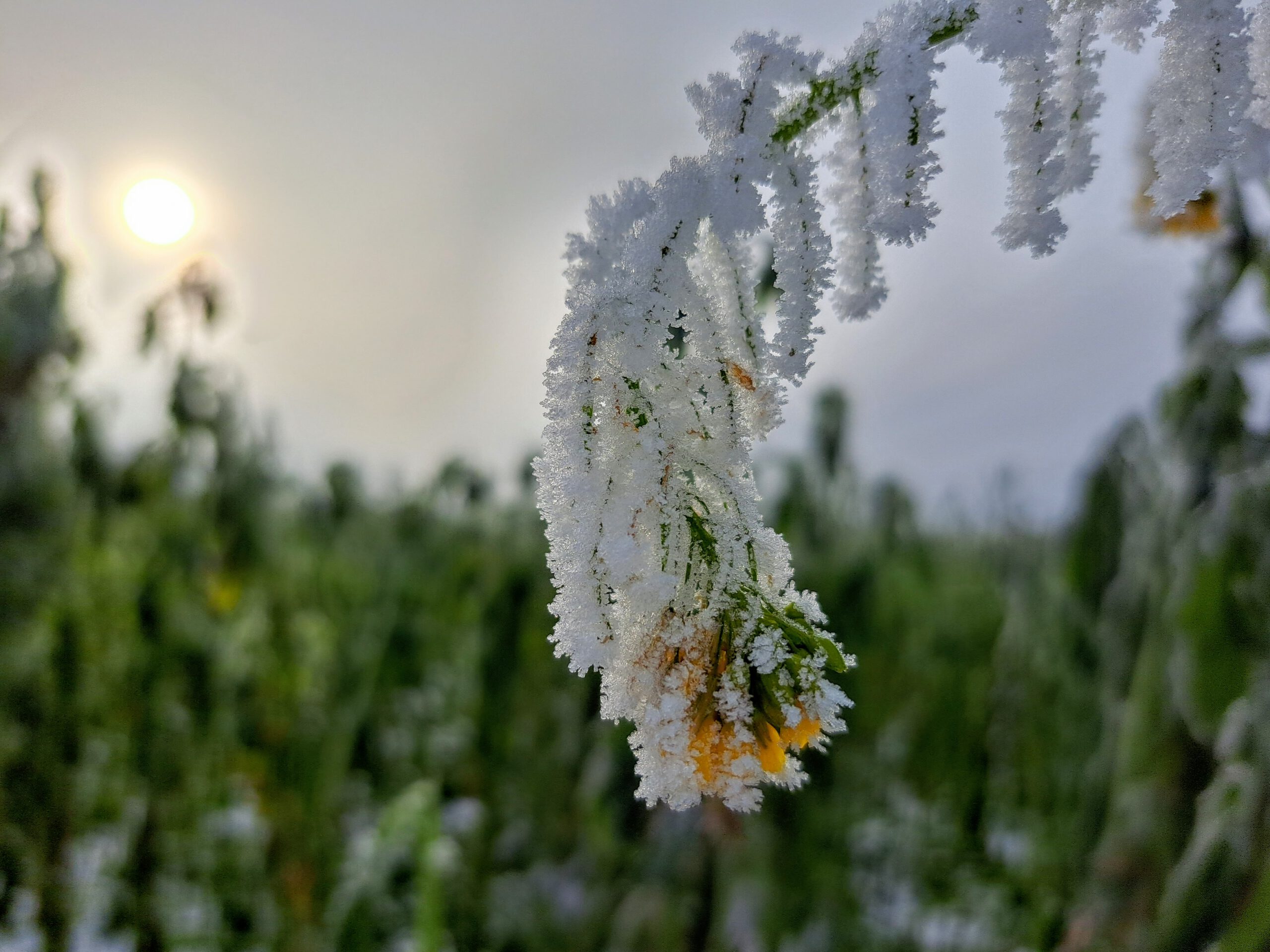 Winter Mit Mittwinter und ein Gruß zum Jahreswechsel - Claudia Nora Rauch