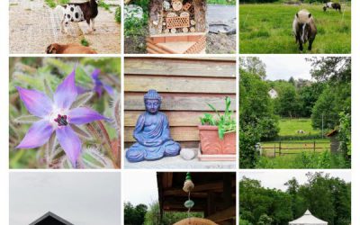 Die äußere und innere Natur erleben auf dem Weidenhof